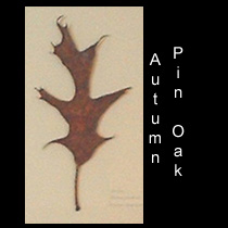 leather sculpture of oak leaf