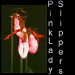 leather sculpture of pink lady slipper orchids (SOLD)