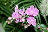 photograph of tropical orchid