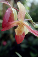 photograph of tropical orchid