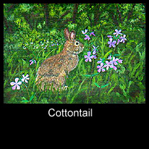 painting of cottontail rabbit (SOLD)