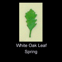 leather sculpture of white oak leaf