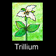 miniature painting of trillium (SOLD)