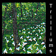 miniature landscape painting of trilliums (SOLD)