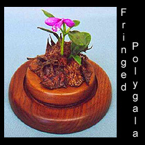 leather sculpture of fringed polygala flower