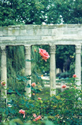 Floral Photography